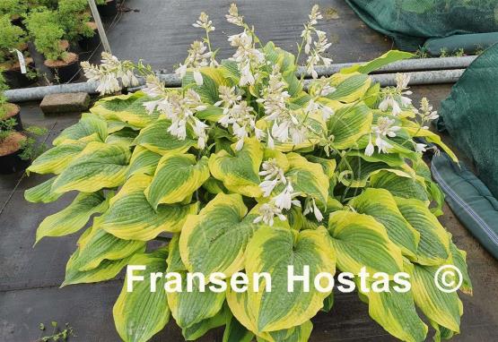 Hosta Tyler's Treasure